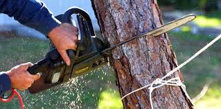 Best Arborist Consultation Services  in High Springs, FL