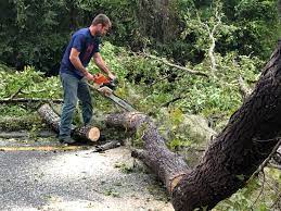 How Our Tree Care Process Works  in  High Springs, FL