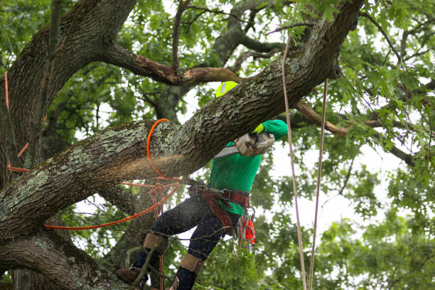 Best Emergency Tree Removal  in High Springs, FL