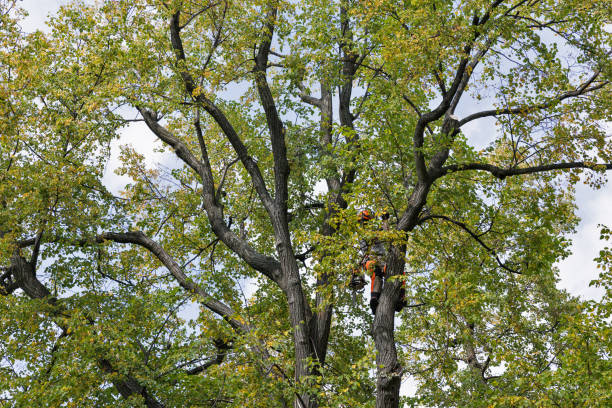 Best Tree Preservation Services  in High Springs, FL